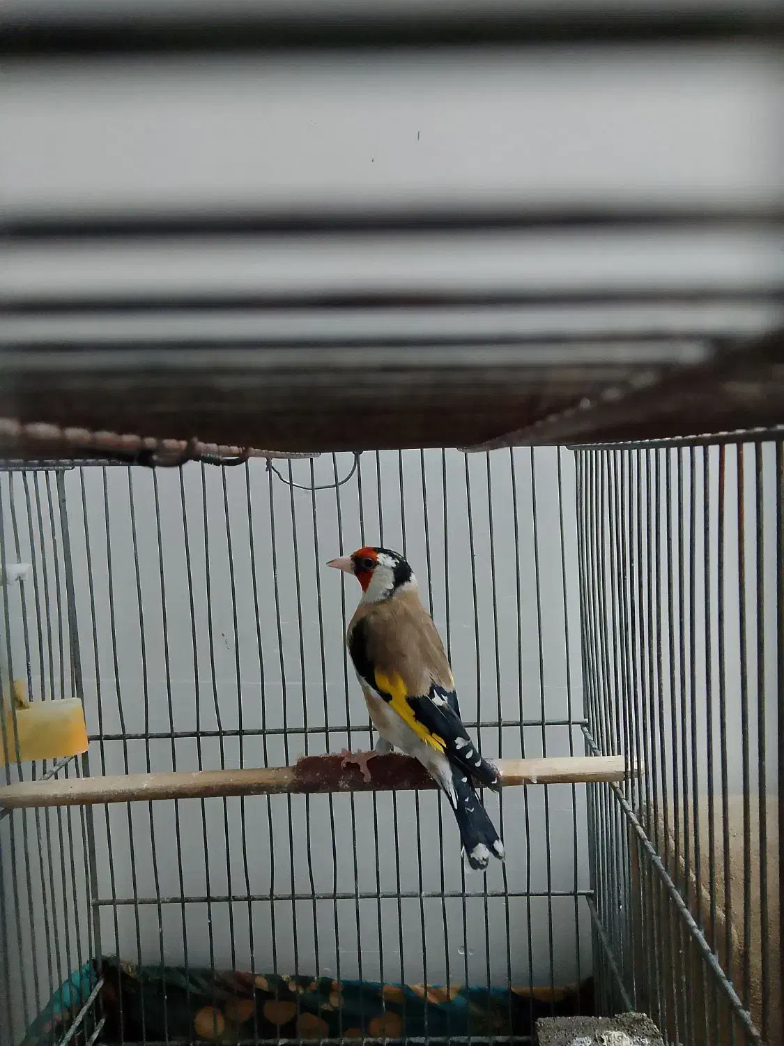 سهره سرسیاه معاوضه|پرنده|شیراز, شهرک مدرس|دیوار