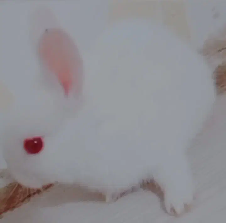 فاضل آباد گلستان 11 کوچه شهید فروغی|موش و خرگوش|فولادشهر, مسکن مهر فولادشهر|دیوار