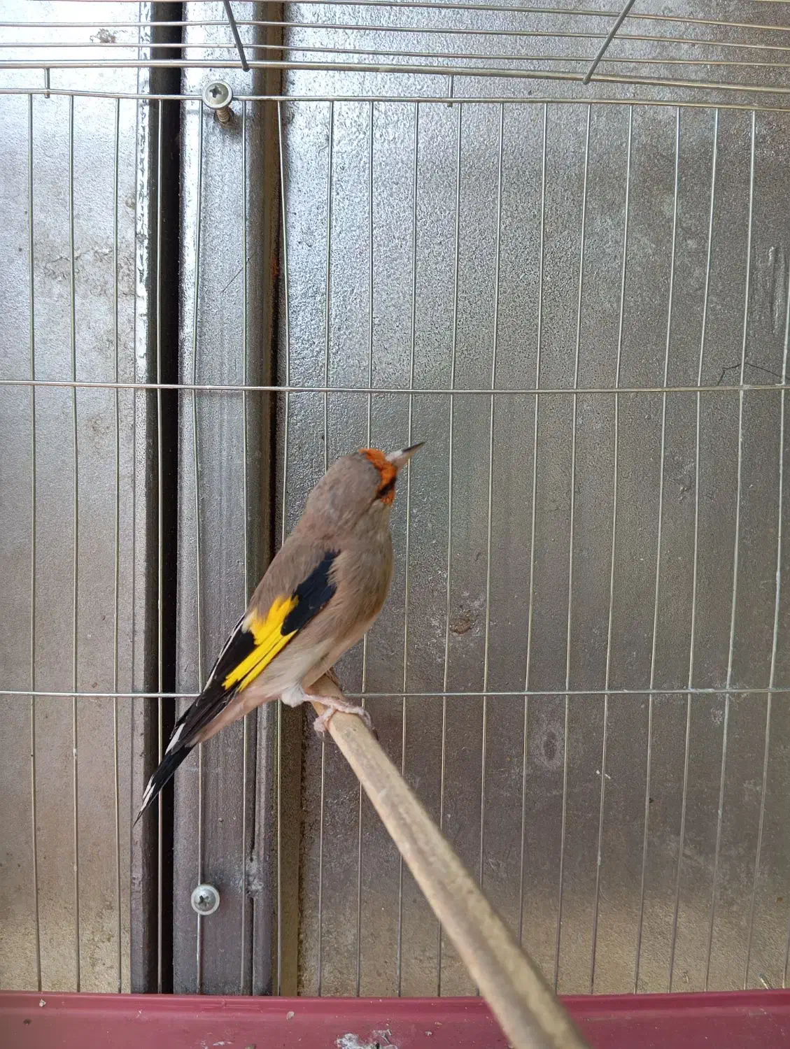 سهره سقا کرمانی|پرنده|کرمان, |دیوار