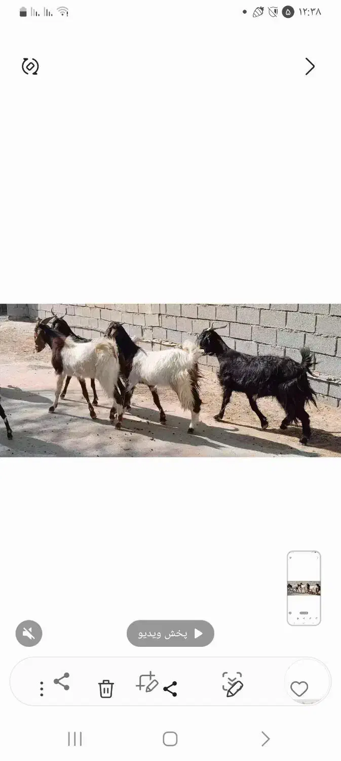 بز نروماده وبره ماده|حیوانات مزرعه|بندر ماهشهر, |دیوار