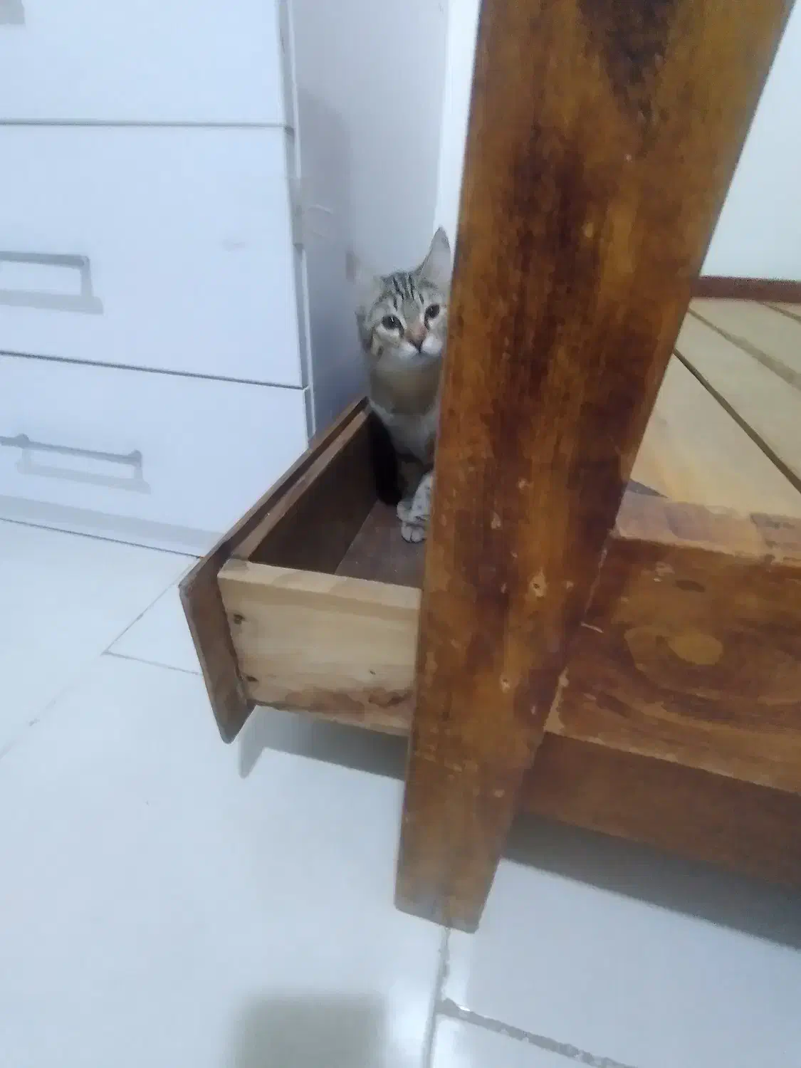 واگذاری گربه|گربه|پرند, فاز ۶|دیوار