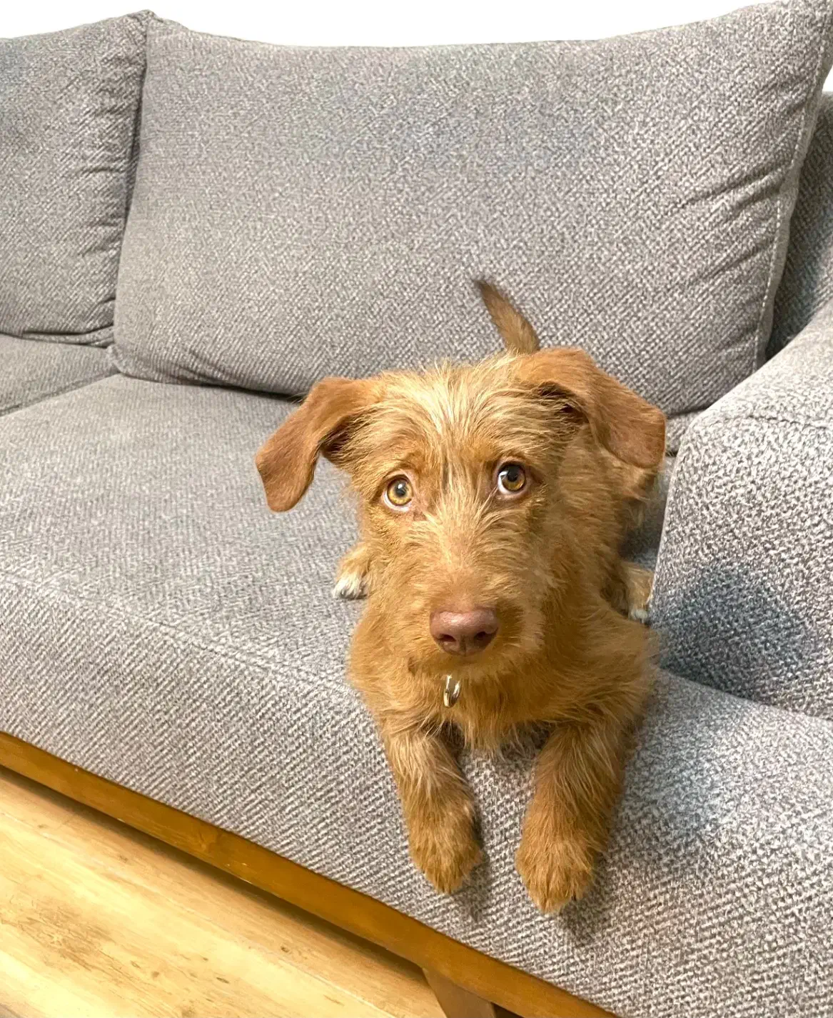 واگذاری سگ|سگ|کرج, ساماندهی|دیوار