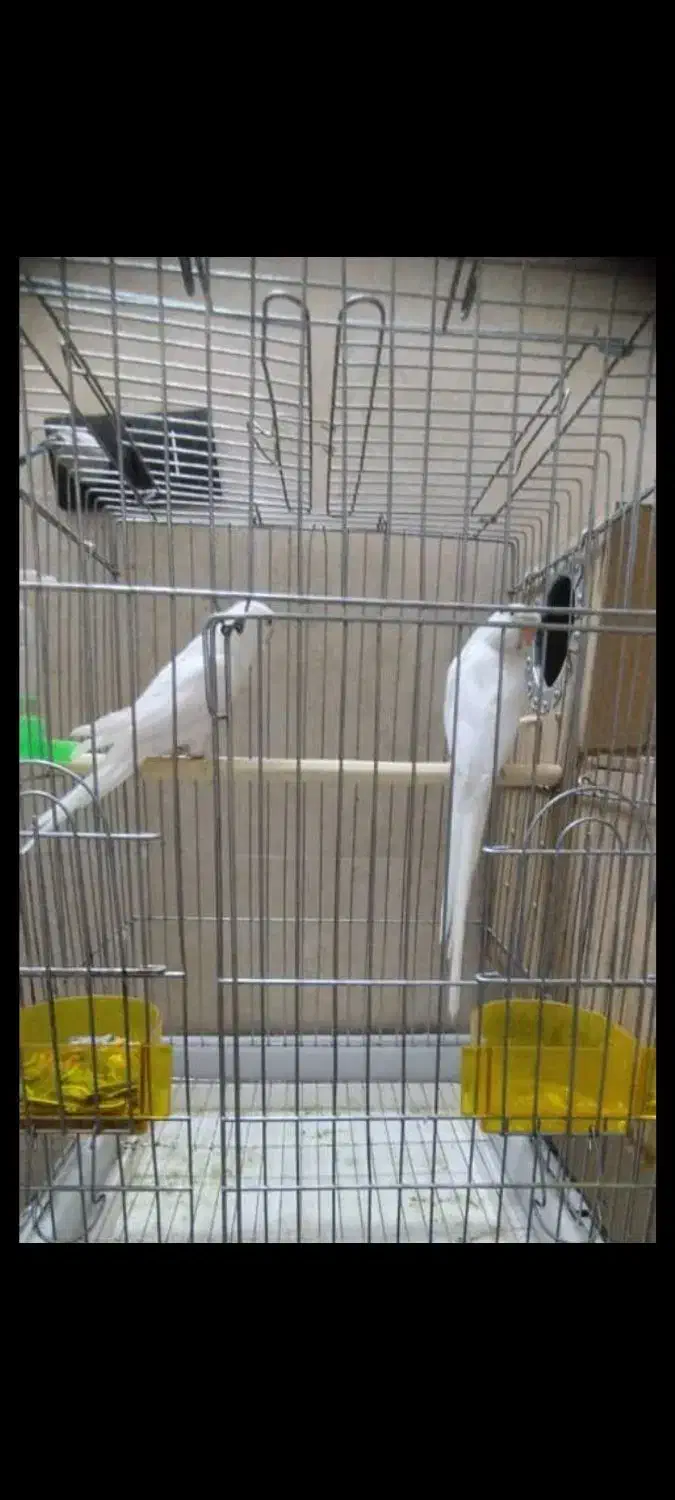 طوطی ملنگو البینو ،طوسی و سبز مولد|پرنده|شیراز, غدیر جنوبی|دیوار