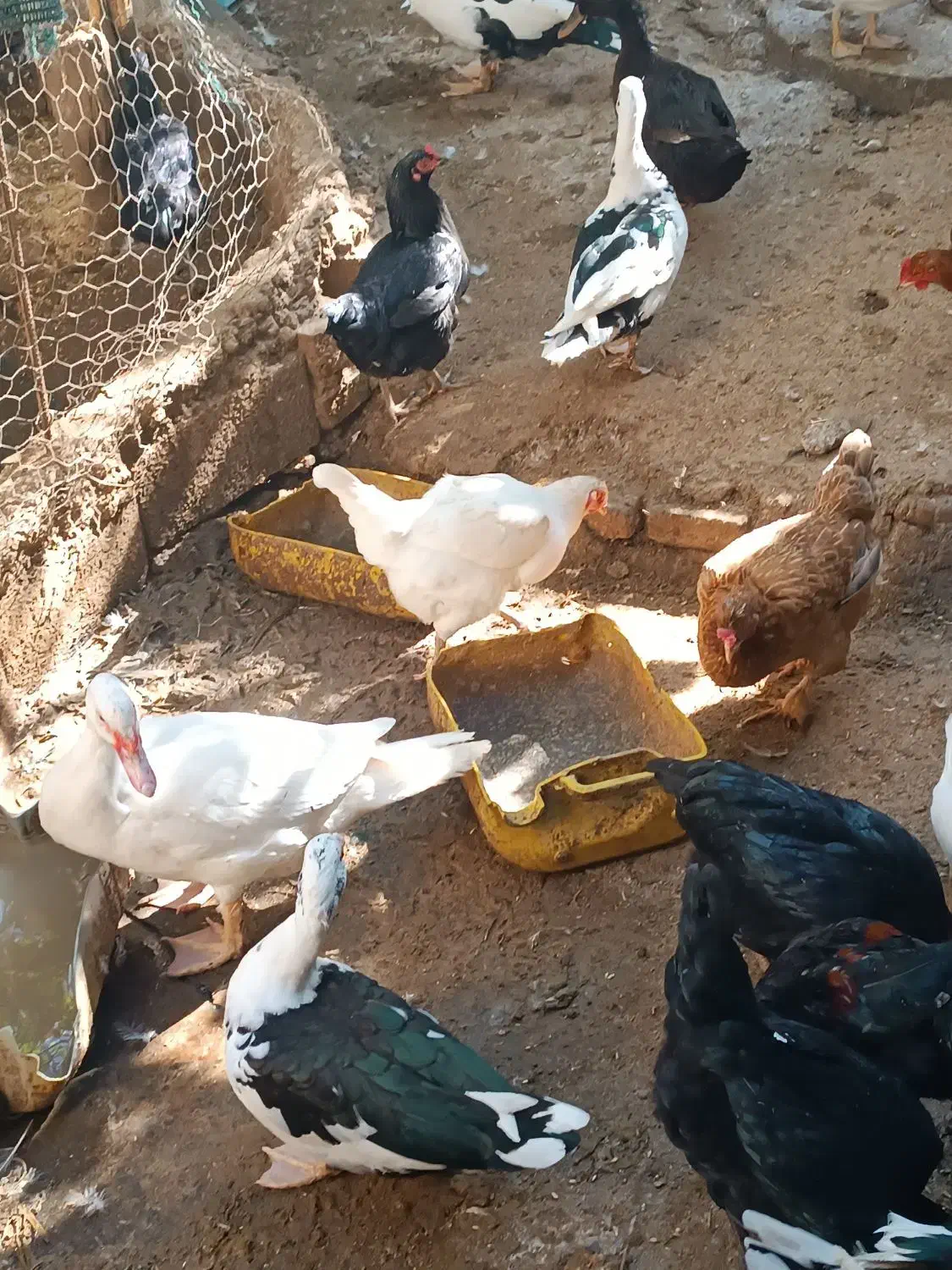 فروش اردک و مرغ ،یکجا|حیوانات مزرعه|سنگدوین, |دیوار