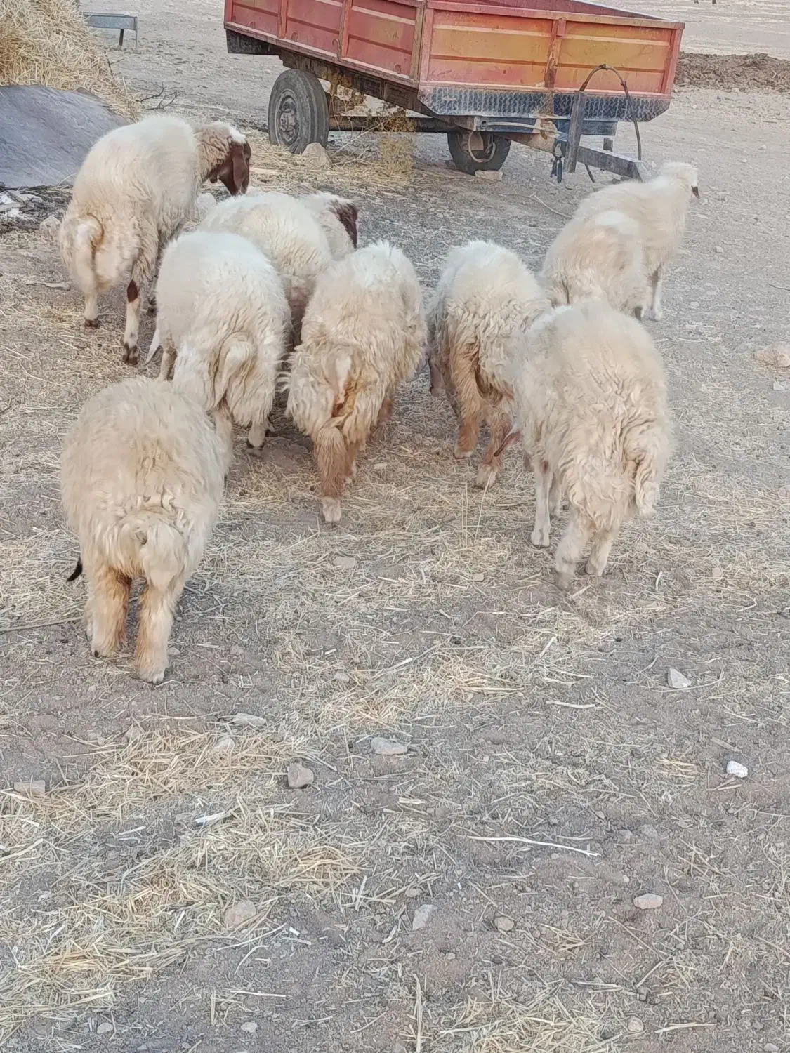 فروش   هشت عدد بره نر|حیوانات مزرعه|ایوان, |دیوار