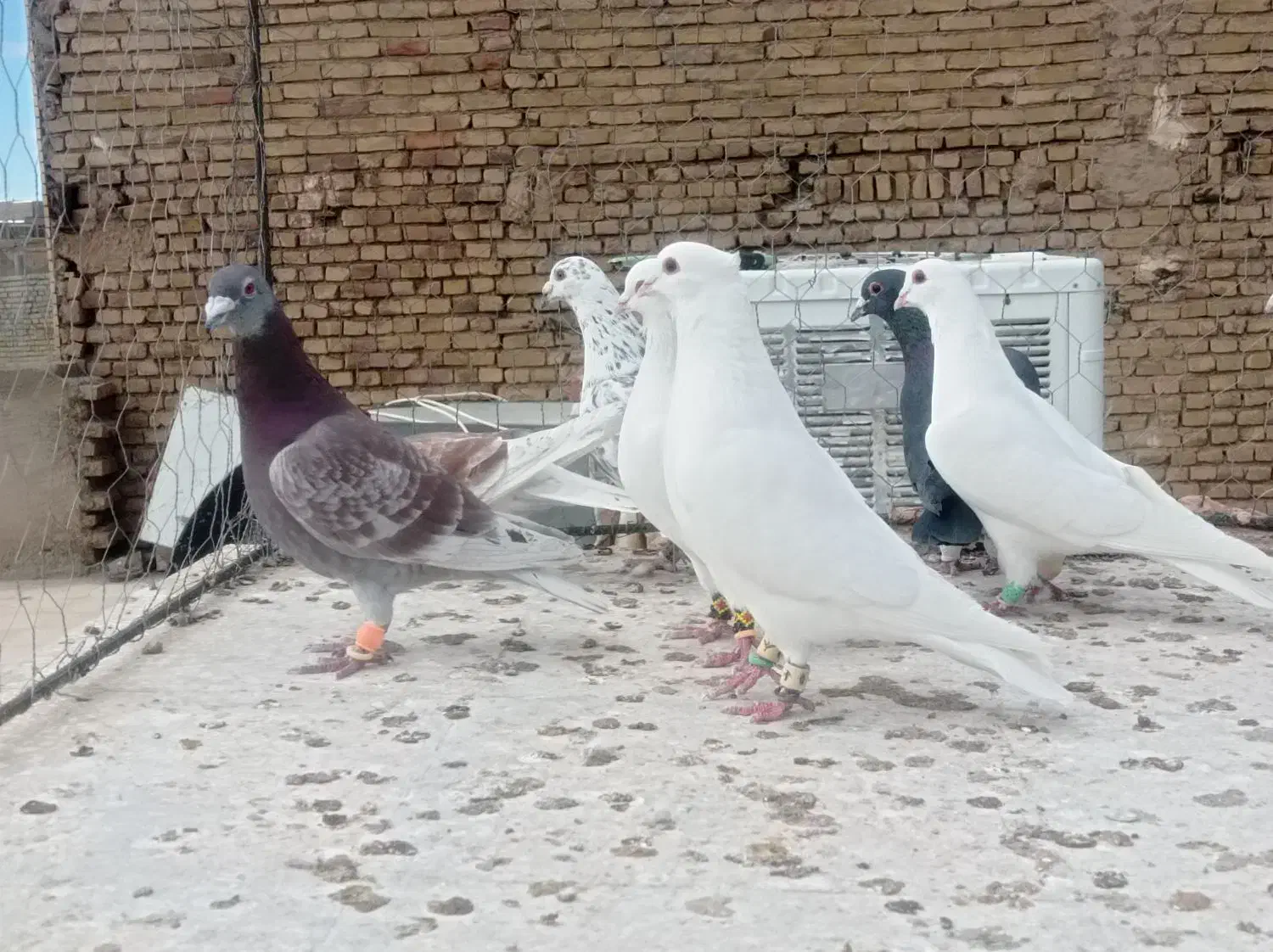 کفتر دو رگ نر پرشی ۱۰عدد|پرنده|مشهد, ادیب نیشابوری (شهرک غرب)|دیوار