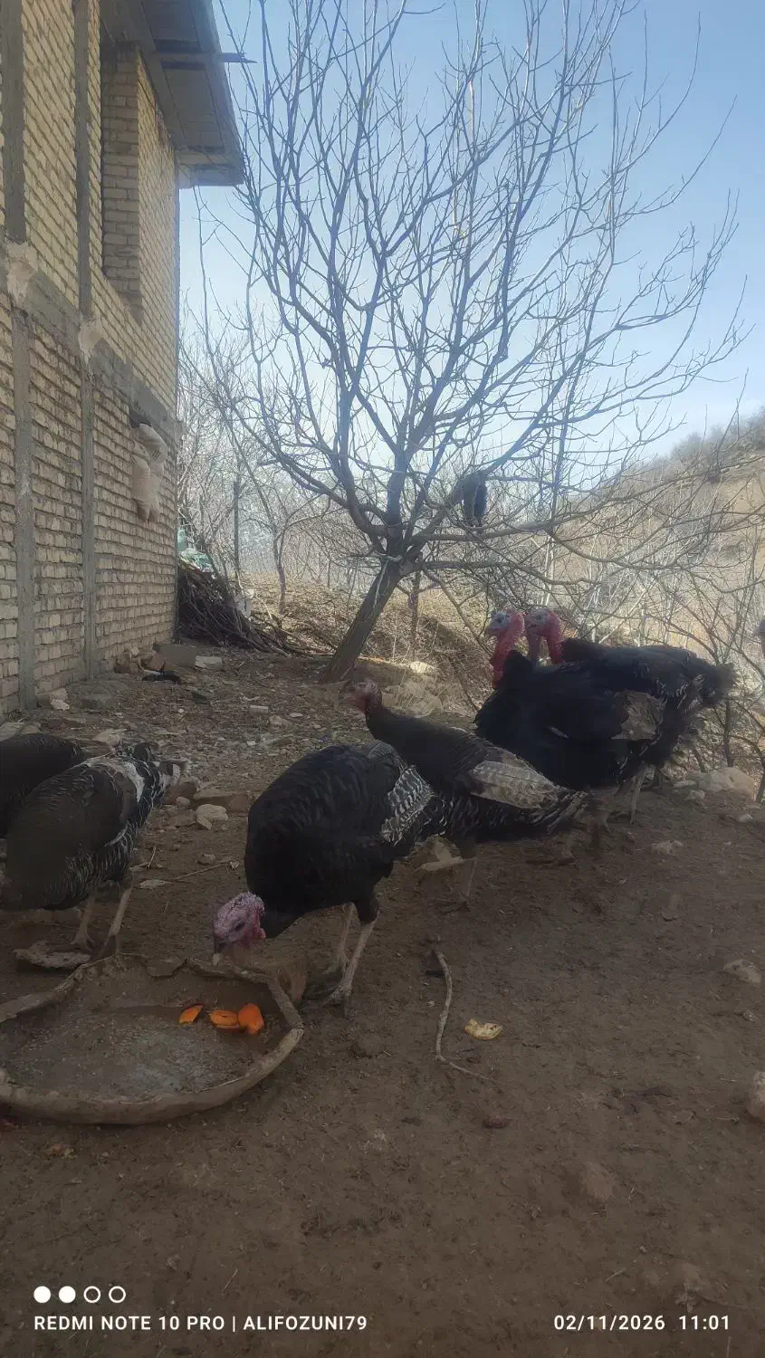 بوقلمون ماده|حیوانات مزرعه|شیراز, شهرک سراج‎|دیوار