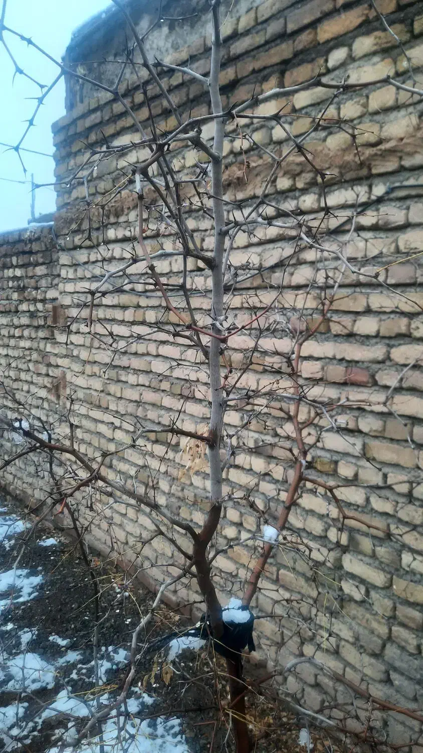 درخت عناب سه ساله|گل و گیاه طبیعی|تربت‌حیدریه, بهزیستی|دیوار