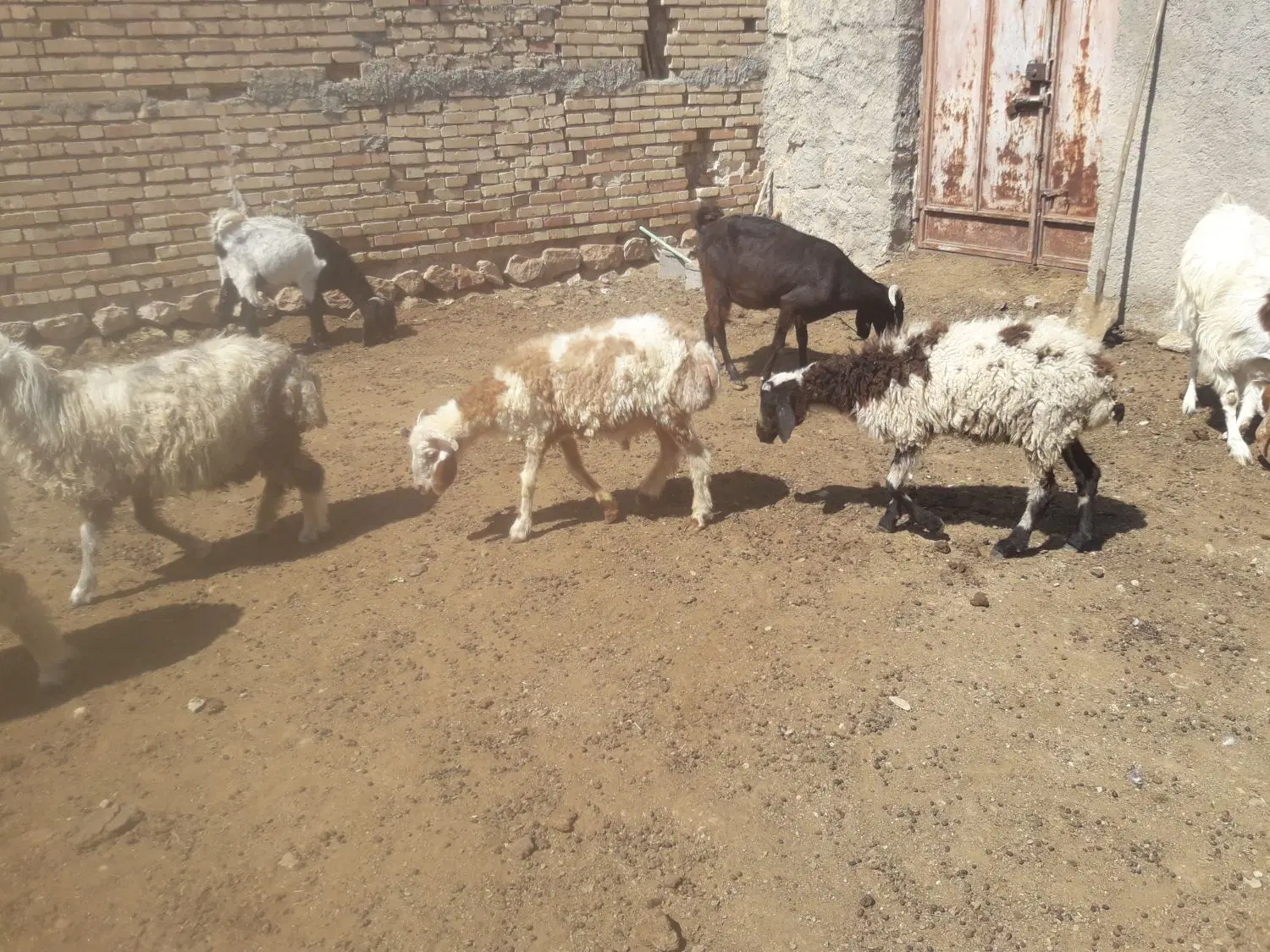 بره|حیوانات مزرعه|جهرم, |دیوار