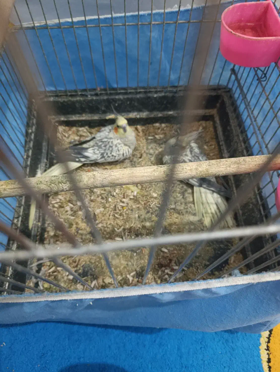 طوطی عروس هلندی|پرنده|چهاردانگه (تهران), |دیوار