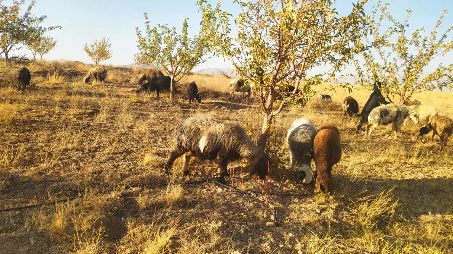 میش داشتی جوان|حیوانات مزرعه|وردشت, |دیوار