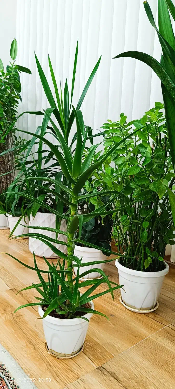 گل شاخ بزی|گل و گیاه طبیعی|کرمانشاه, |دیوار