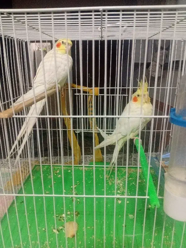 جفت عروس هلندی|پرنده|بیرجند, |دیوار