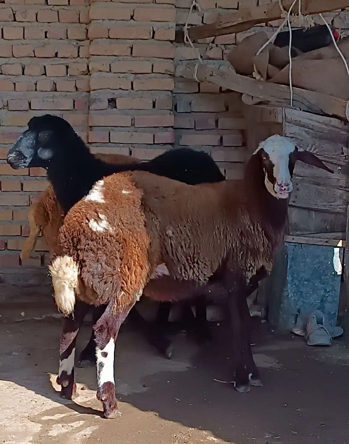 توقلی ماده جنس دار|حیوانات مزرعه|سیمین شهر, |دیوار