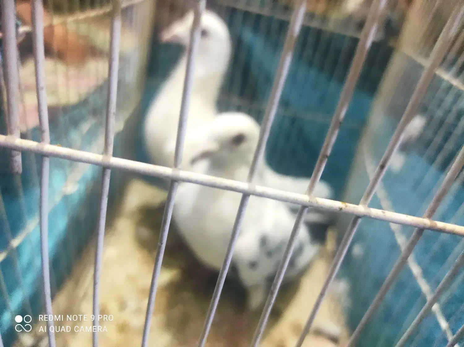 کفتر|پرنده|کرمان, |دیوار