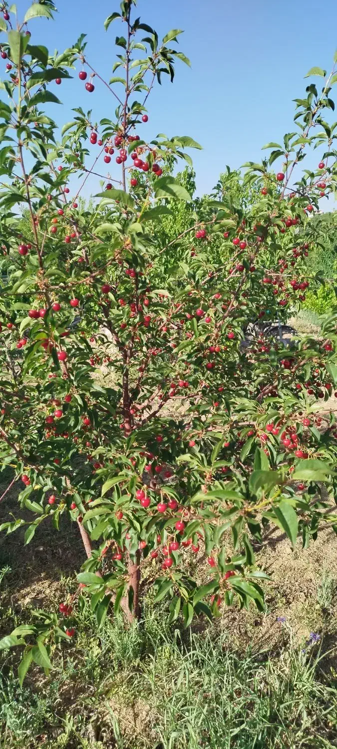 ویلا. باغ کشاورزی|فروش زمین و ملک کلنگی|شاهین‌شهر, فردوسی|دیوار