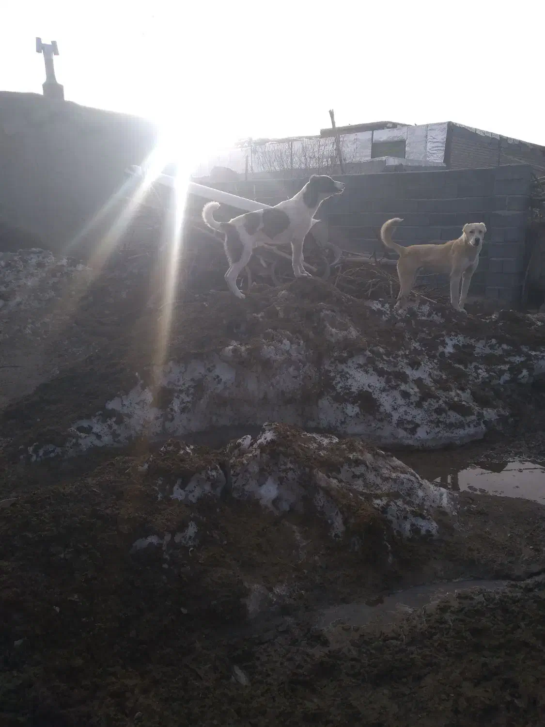 ماده سگ|سگ|شیروان (خراسان), |دیوار