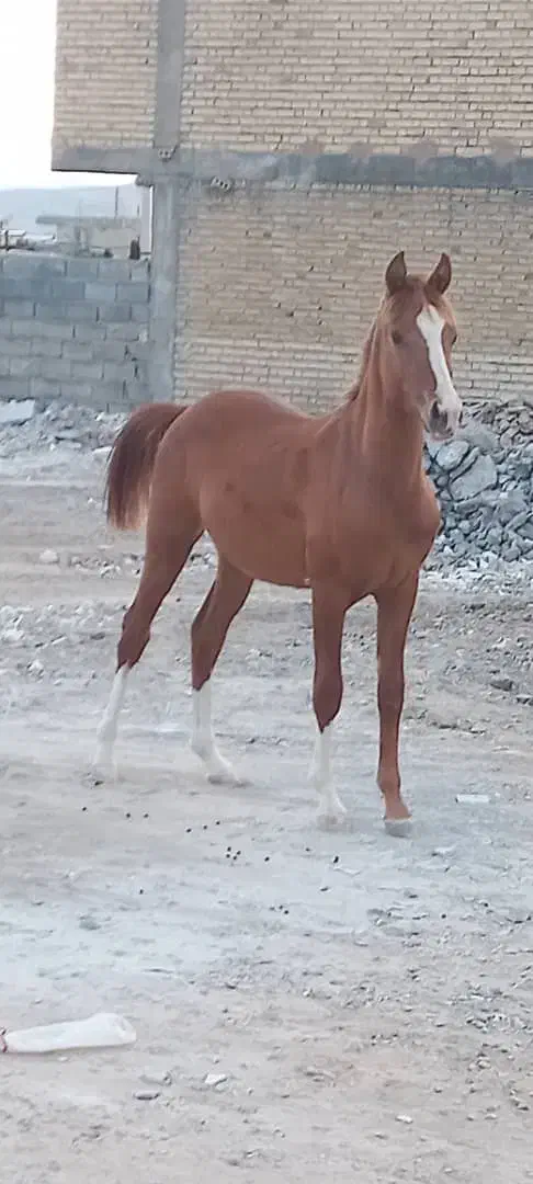 کره اسب مادیون ۱ساله|اسب و تجهیزات اسب‌سواری|ارسنجان, |دیوار