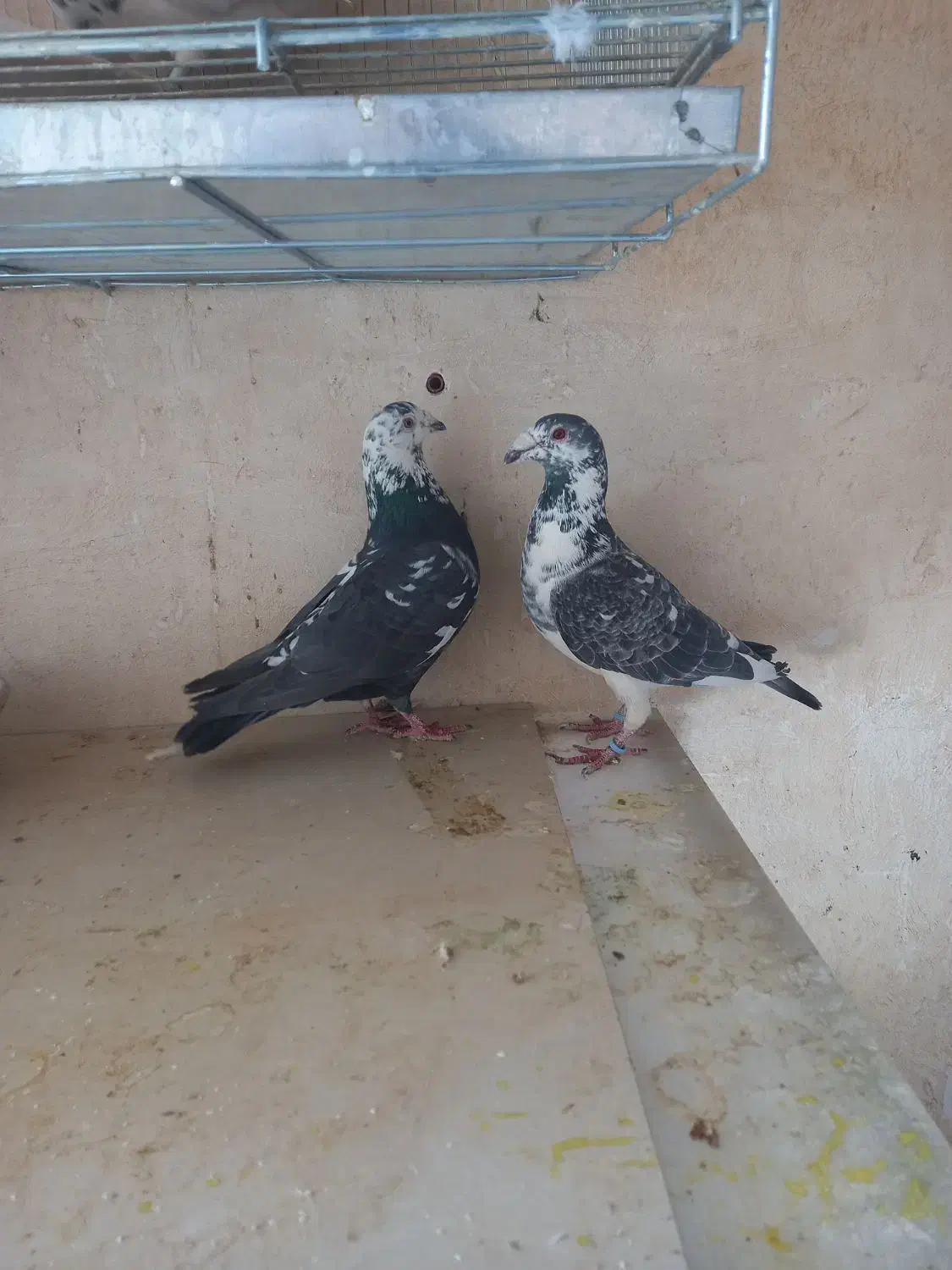 جفت بزک نره وماده به شرط|پرنده|شهرضا, |دیوار