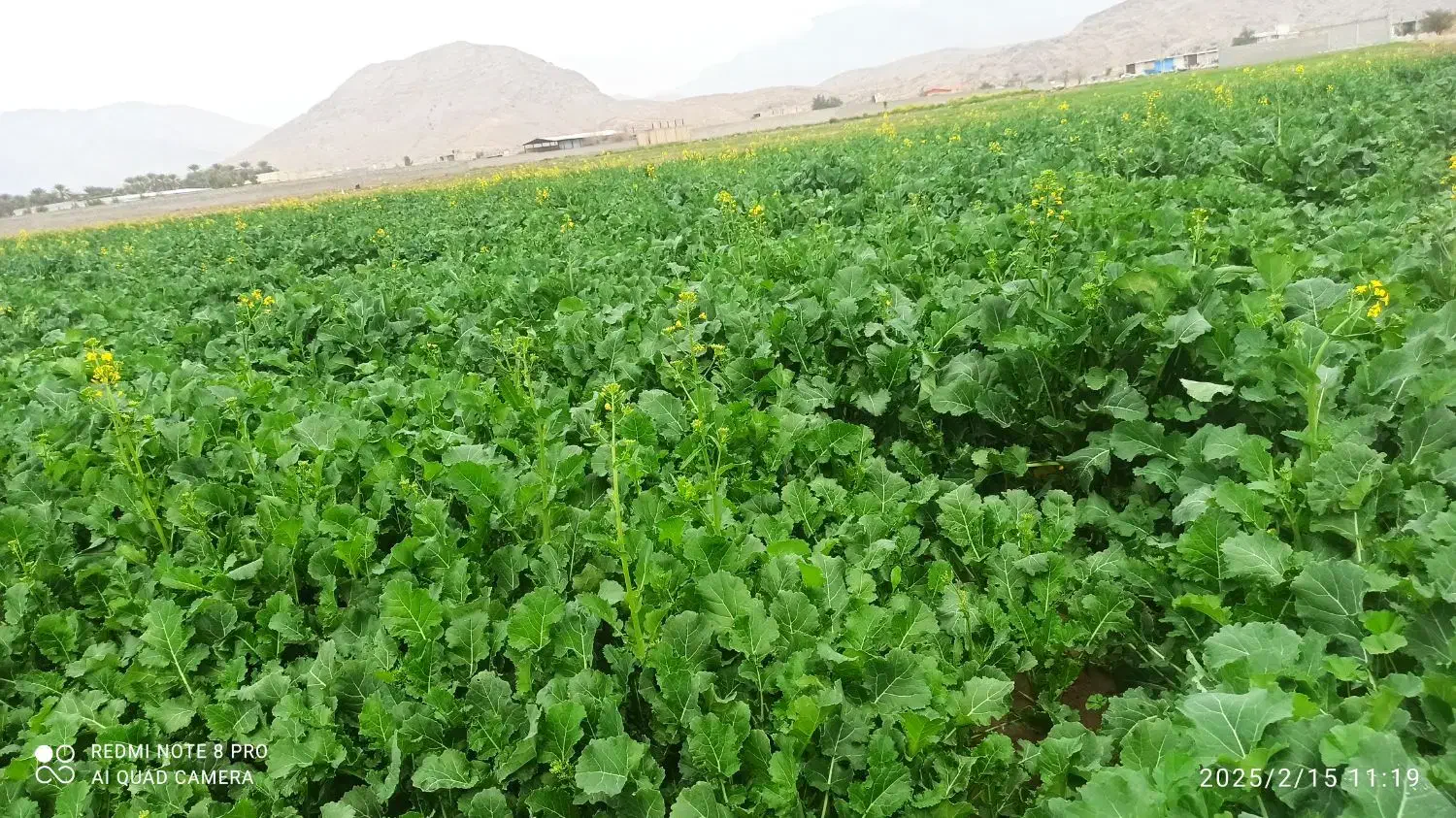 نیازمند کارگر برای پات کاهو و سبزی|استخدام سرایداری و نظافت|داراب, |دیوار