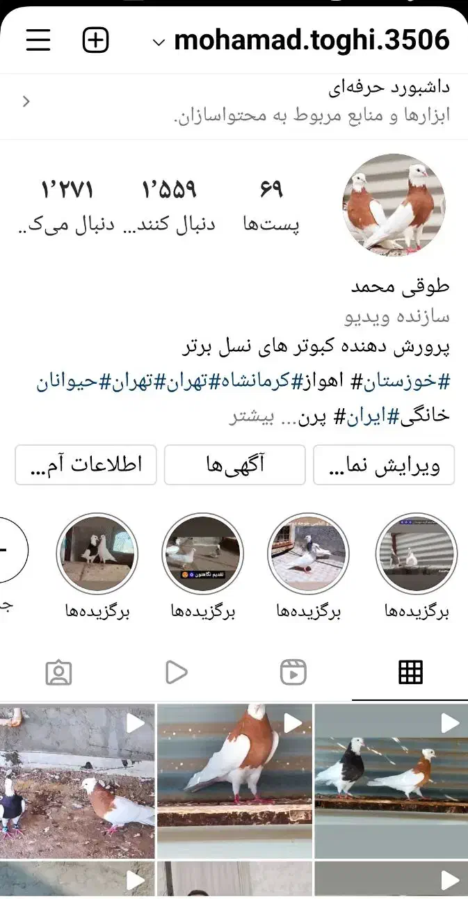 طوقی زرد خال سیاه|پرنده|اهواز, امانیه|دیوار