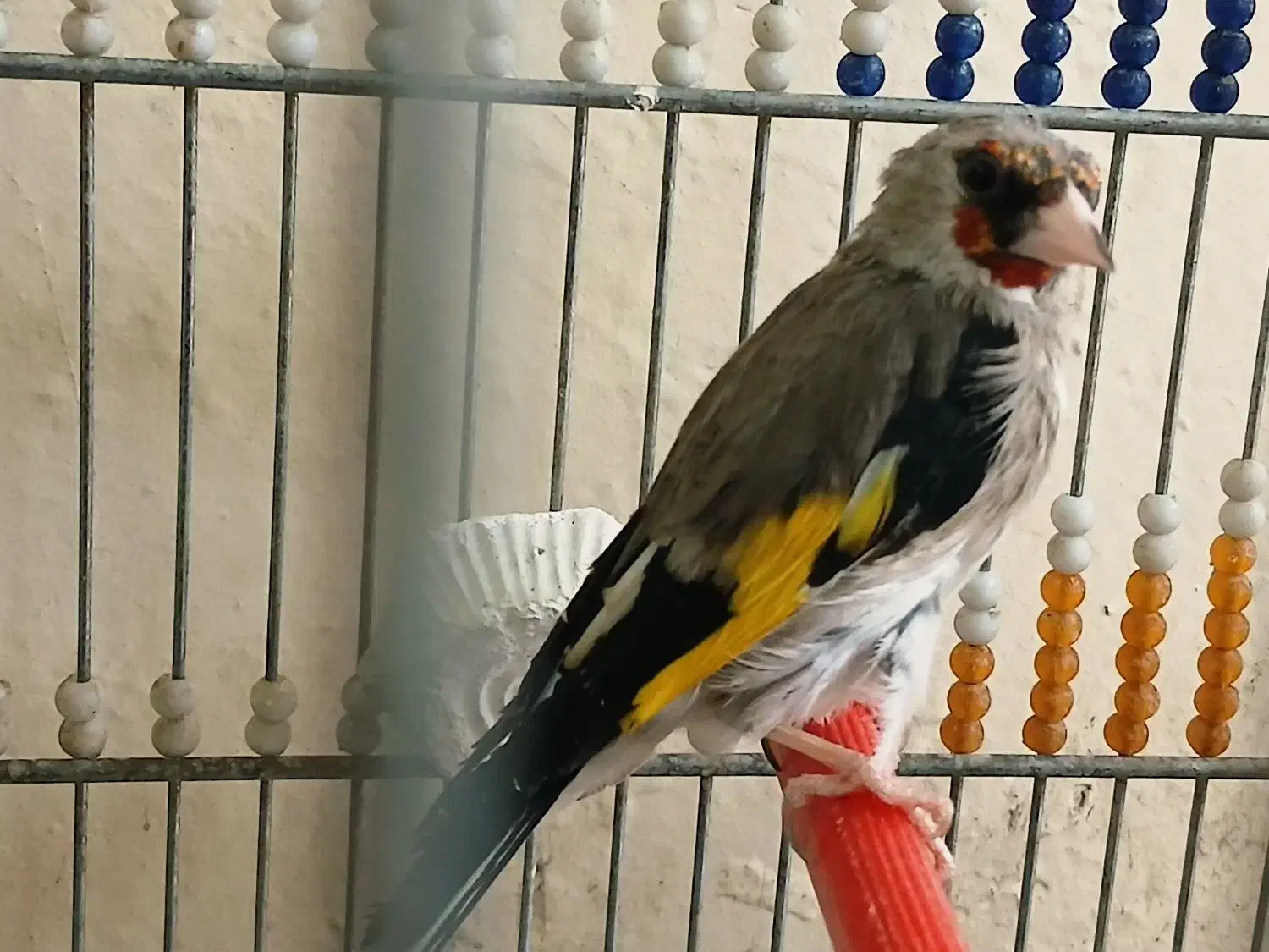 سهره دورگ نر و ماده معاوضه|پرنده|ابریشم, |دیوار