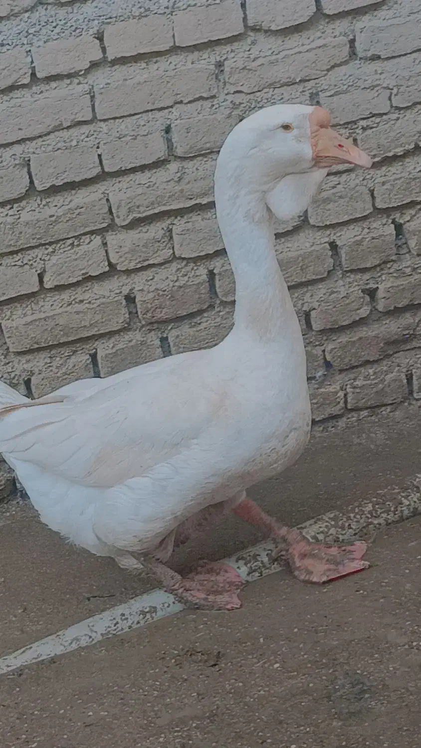 فروش قو غاز لیندا و اردک نر|حیوانات مزرعه|سورک, |دیوار