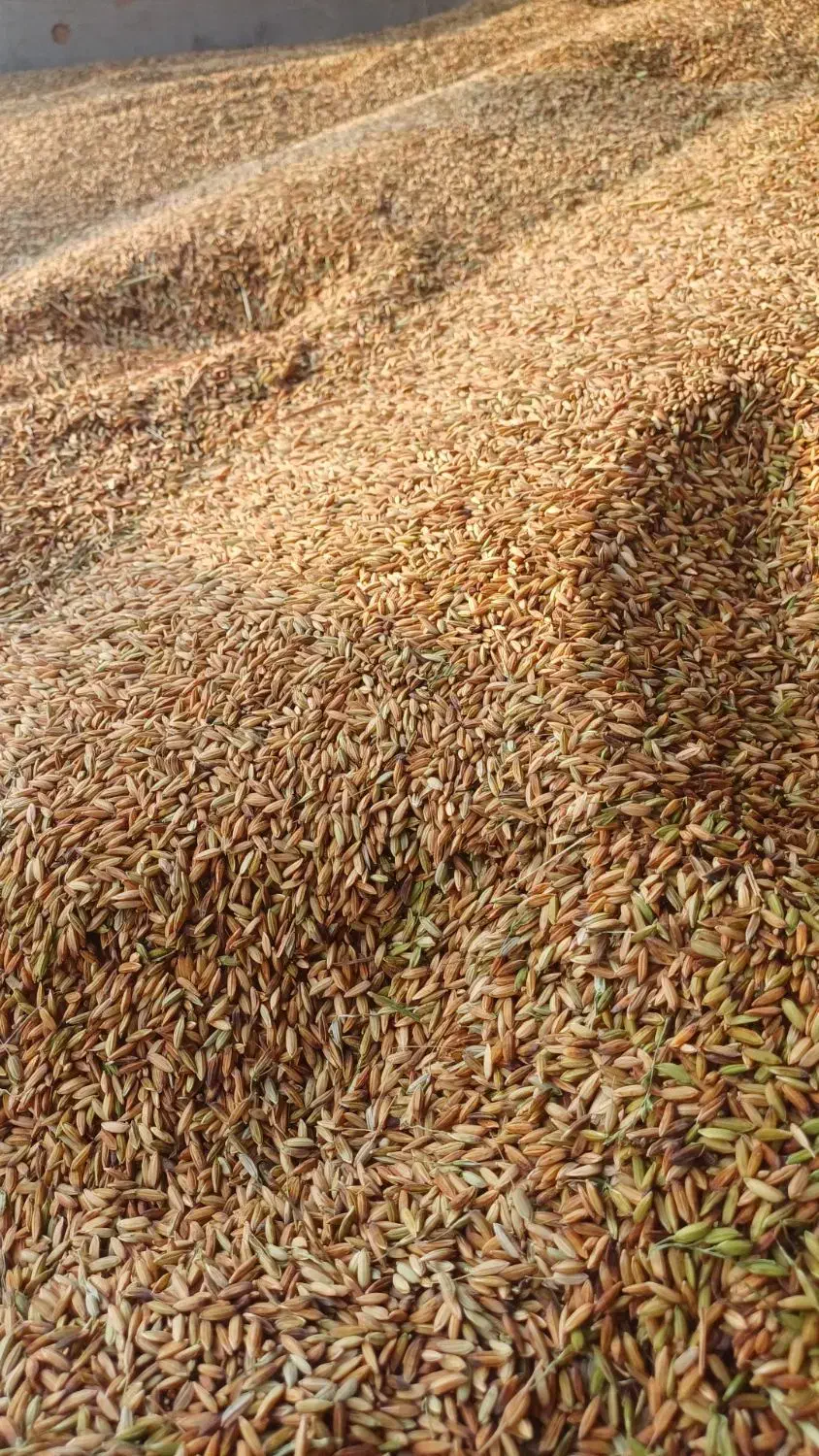 چلتوک شلب|خوردنی و آشامیدنی|شوشتر, |دیوار