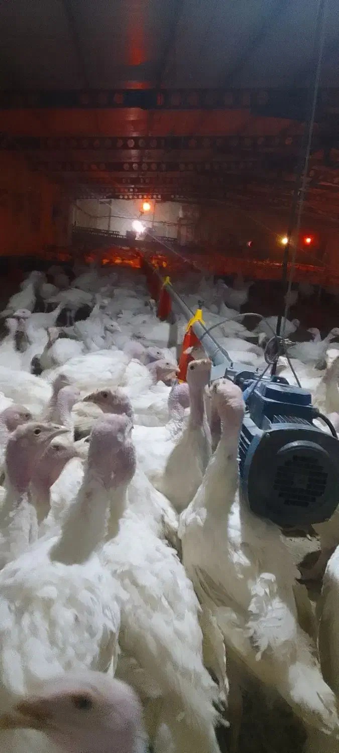 بوقلمون بیوتی|حیوانات مزرعه|همدان, |دیوار