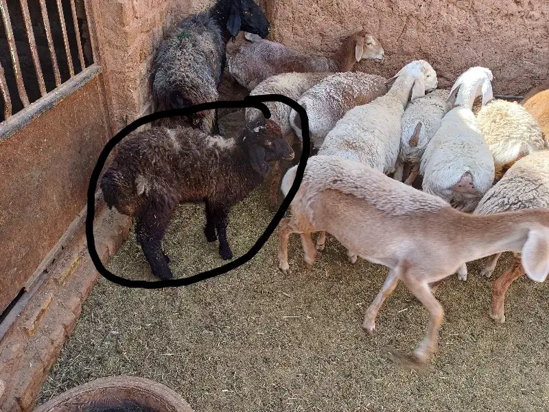 میش بره|حیوانات مزرعه|مشهد, کوشش|دیوار