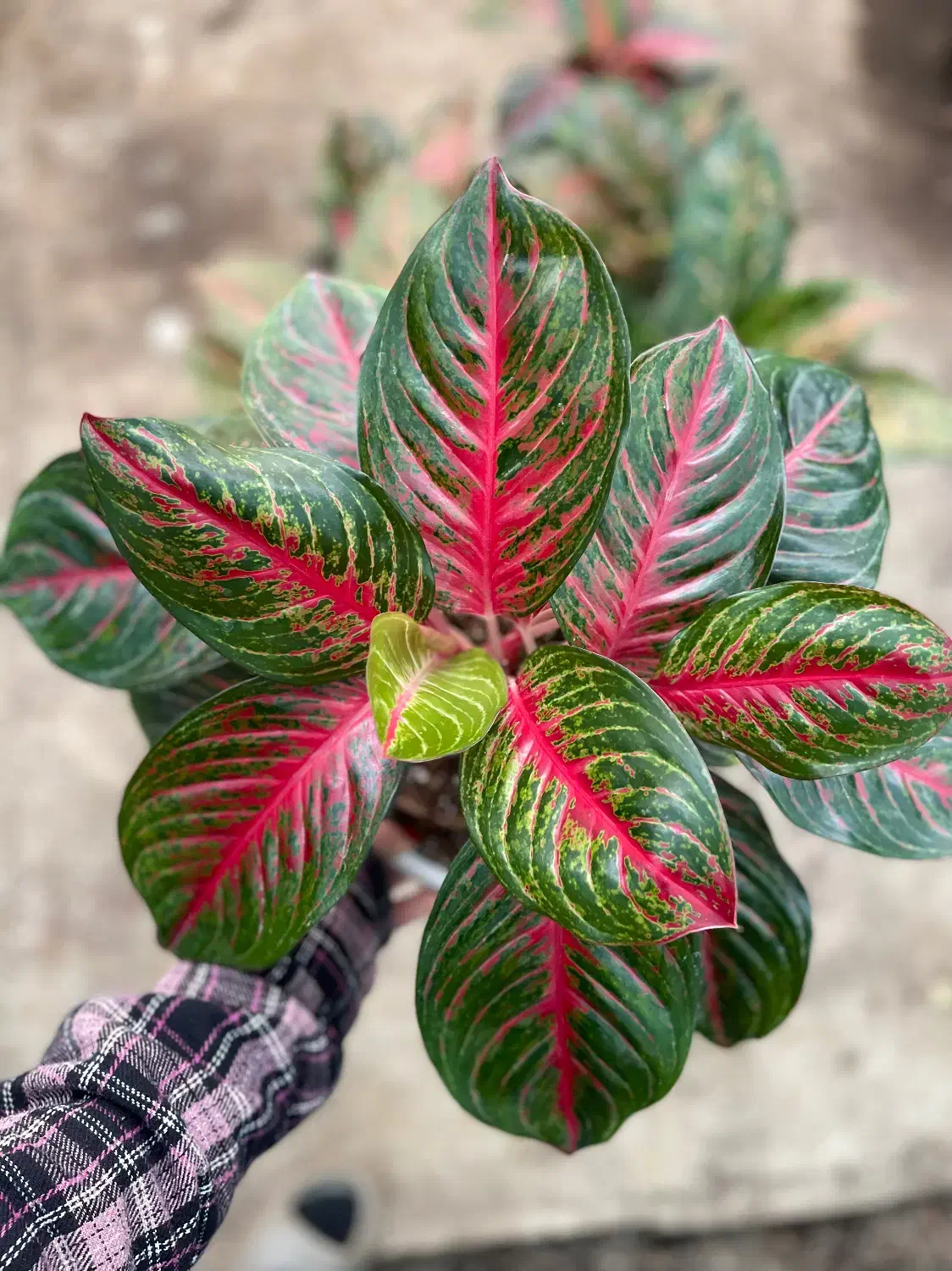 فیلو پرتقالی شاهزاده فیکوس بلک زامو سبز بلک سانس|گل و گیاه طبیعی|سلمان‌شهر, |دیوار