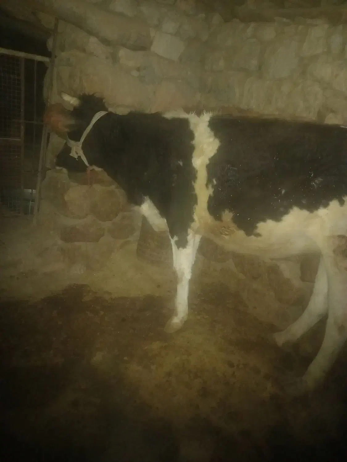 ۲ عدد گاوه ابستن جوان سرحال|حیوانات مزرعه|سرفاریاب, |دیوار