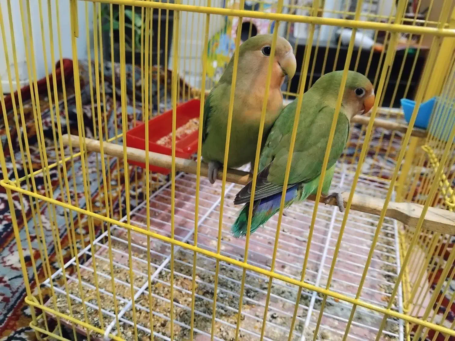 طوطی برزیلی فازدو هستم|پرنده|باوی, |دیوار