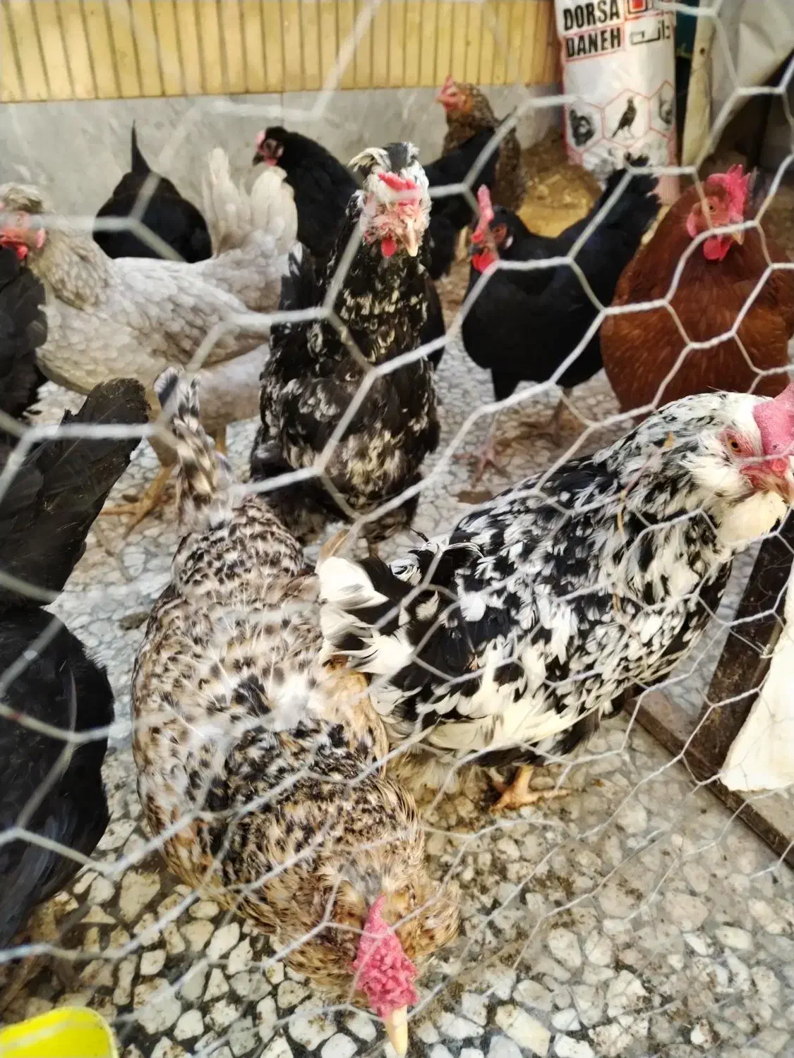 تخم مرغ نطفه دار|حیوانات مزرعه|شاهینشهر, حافظ جنوبی|دیوار