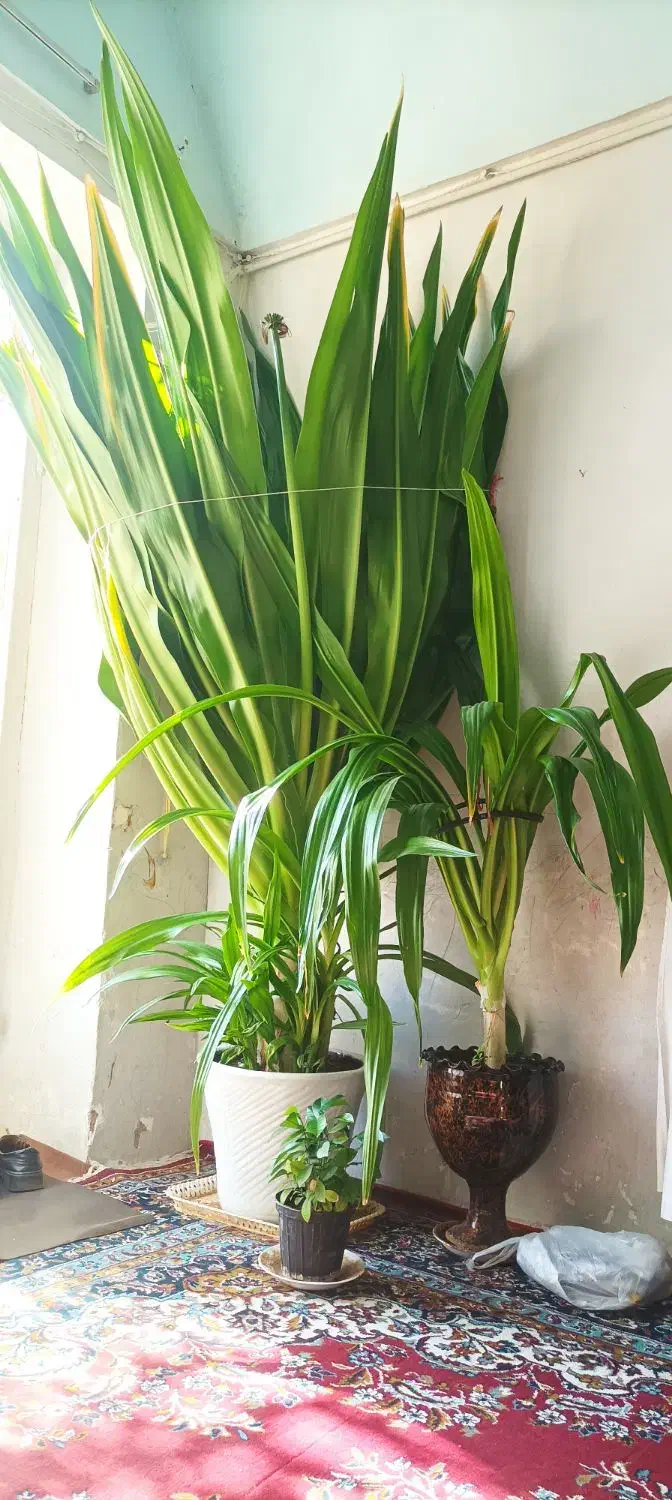 گلسوسن|گل و گیاه طبیعی|مهریز, |دیوار