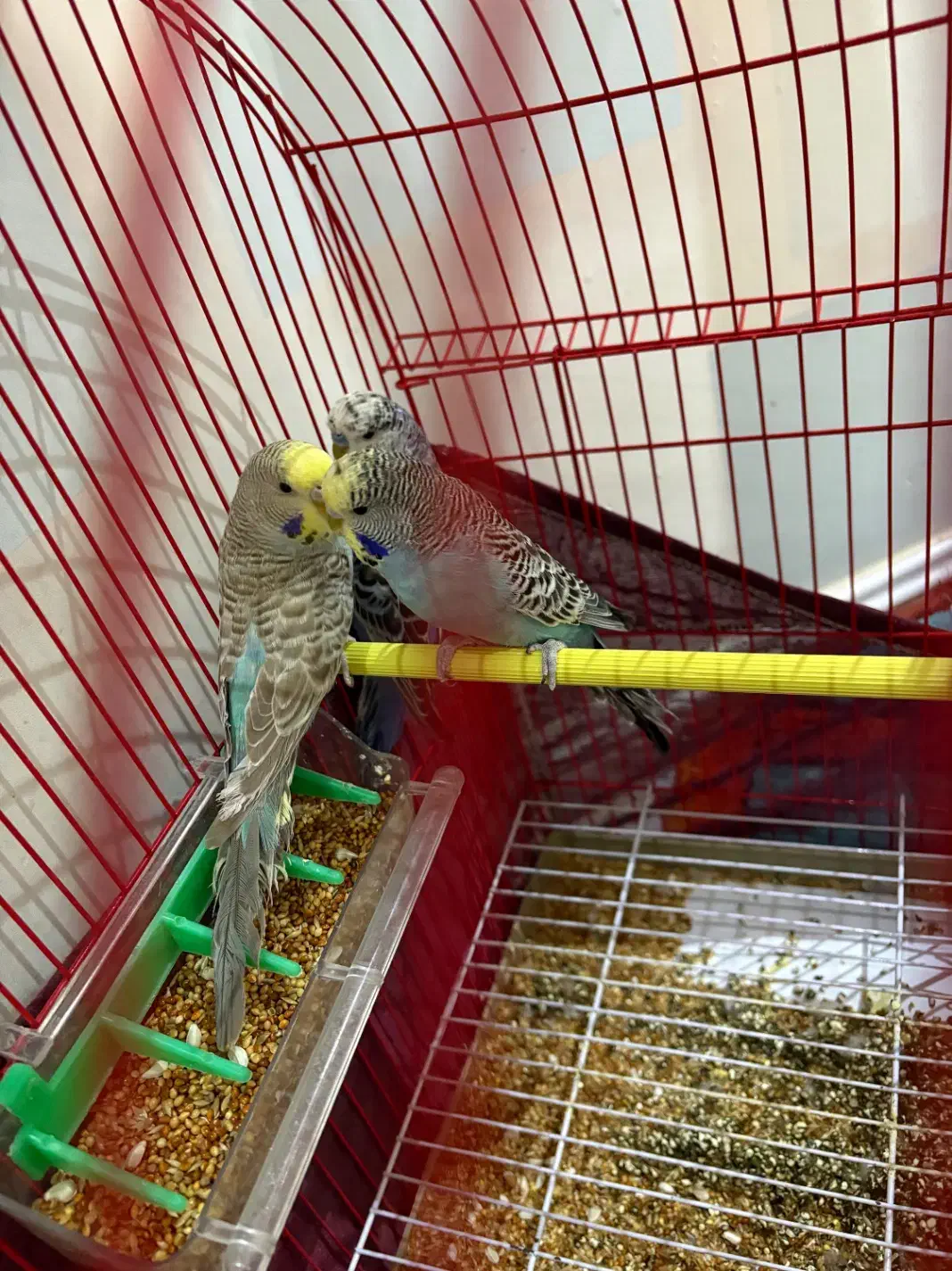 مرغ عشق|پرنده|اردبیل, |دیوار