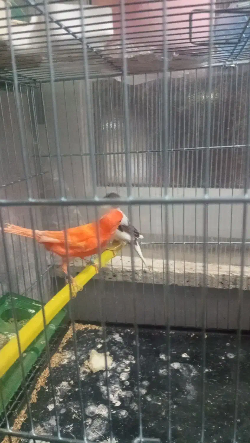 قناری قرمز ماده، طوسی ماده ، سیاه سفید نر مست|پرنده|اردبیل, |دیوار