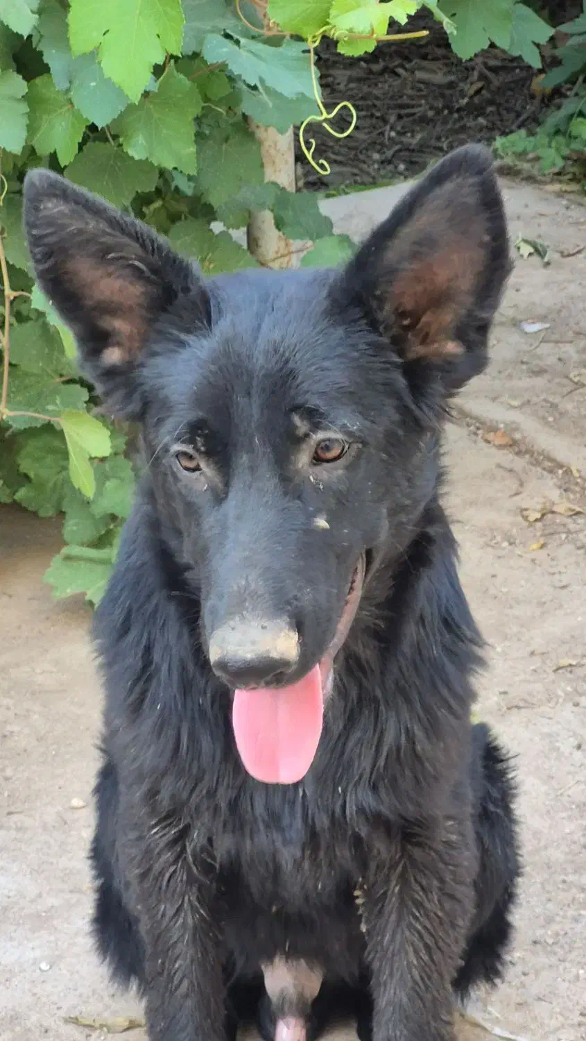 شاه توله سگ ژرمن شولاین|سگ|دزفول, |دیوار