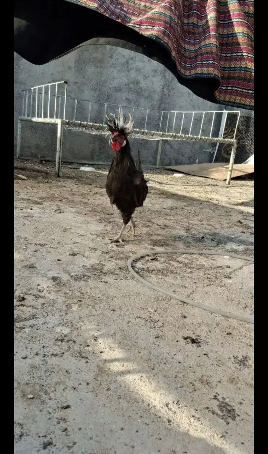 مرغ و خروس سلطان و لهستانی  معاوضه با قناری و کفتر|پرنده|ایذه, |دیوار