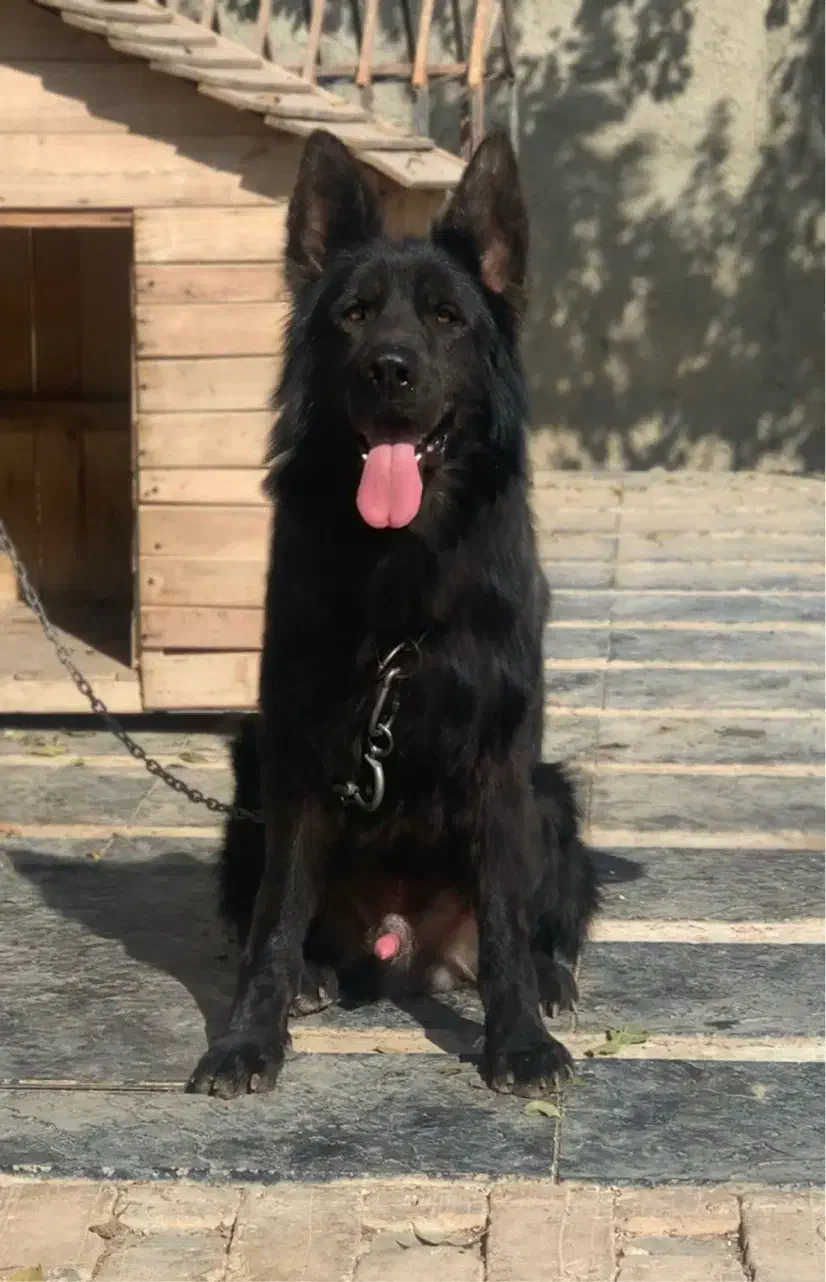 سگ ژرمن بلک نر شولاین نگهبان|سگ|تهران, جنتآباد شمالی|دیوار