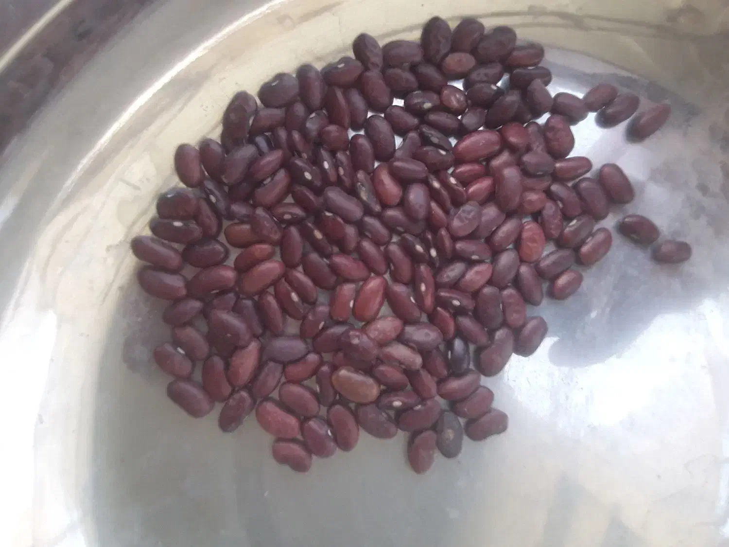 لوبیا قرمز تازهلوو|عمده‌فروشی|روانسر, |دیوار