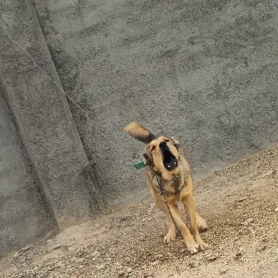 سگ سرابی ذات قدیم|سگ|شهرضا, |دیوار