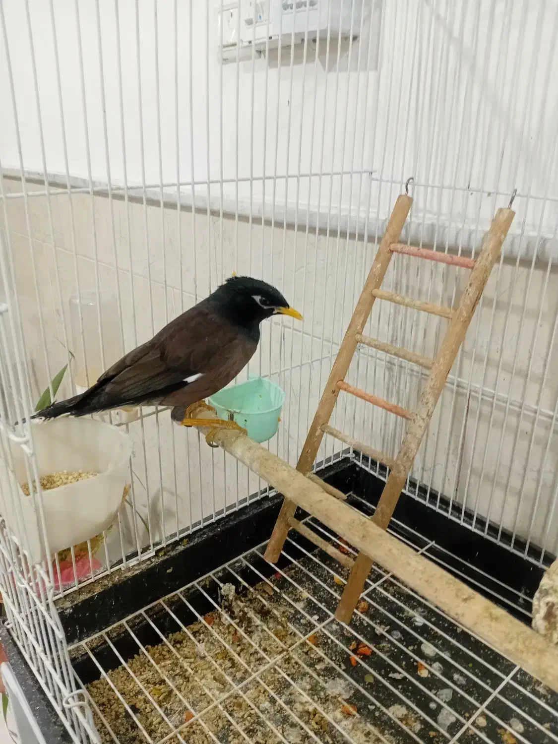 مینا سخنگو با لوازم|پرنده|نیشابور, ده حلاج|دیوار