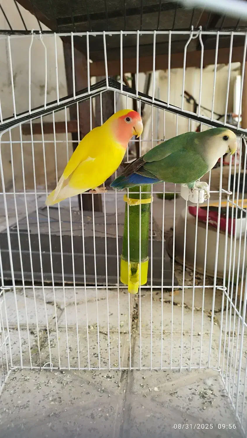 طوطی ملنگو ، برزیلی ، عروس و مرغ عشق|پرنده|ابهر, |دیوار