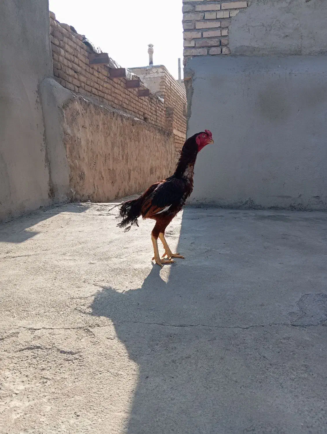 دو عدد خروس لاری سالم|حیوانات مزرعه|قره ضیاالدین, |دیوار