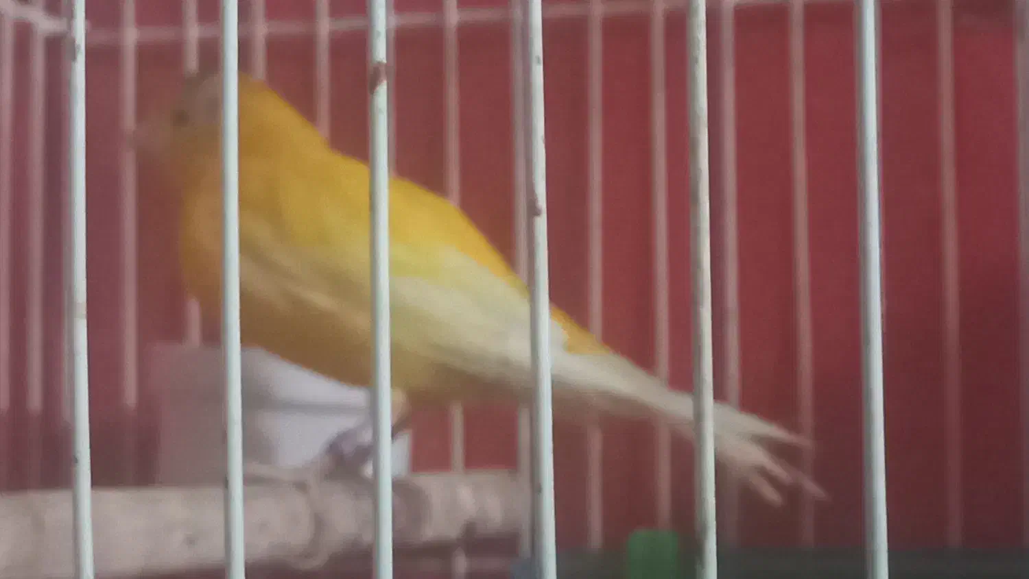 قناری|پرنده|یزد, |دیوار