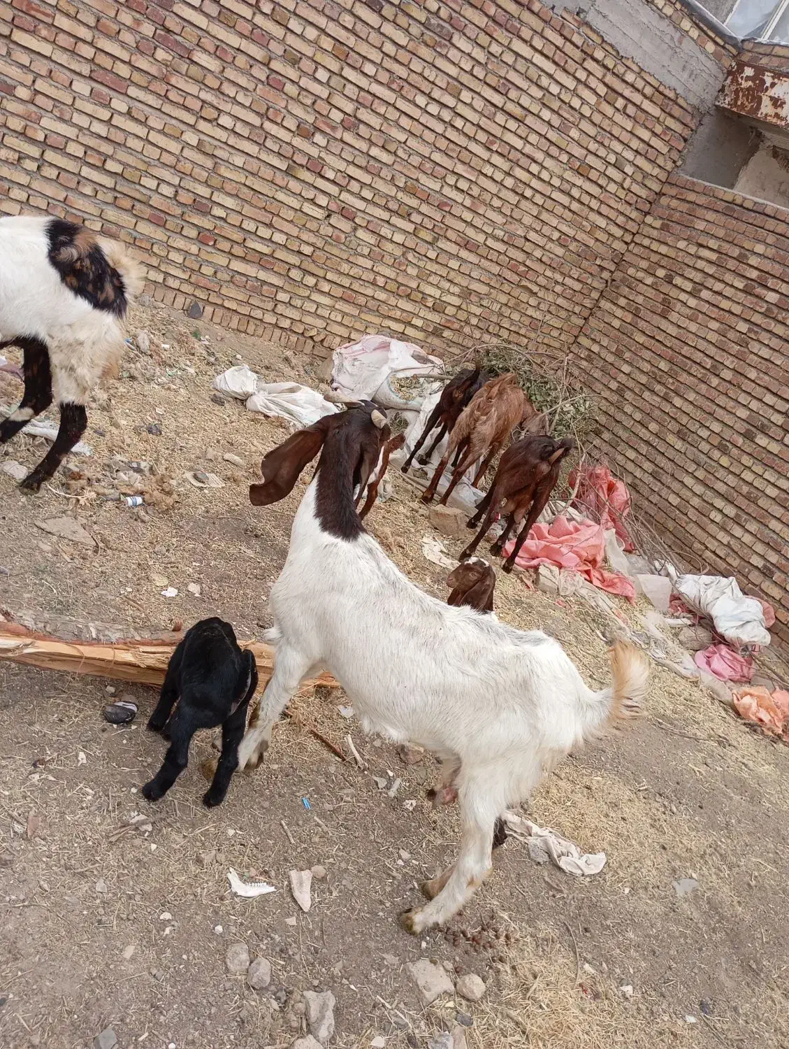 بزوبزغاله  درجه یک با بز نر|حیوانات مزرعه|باوله, |دیوار