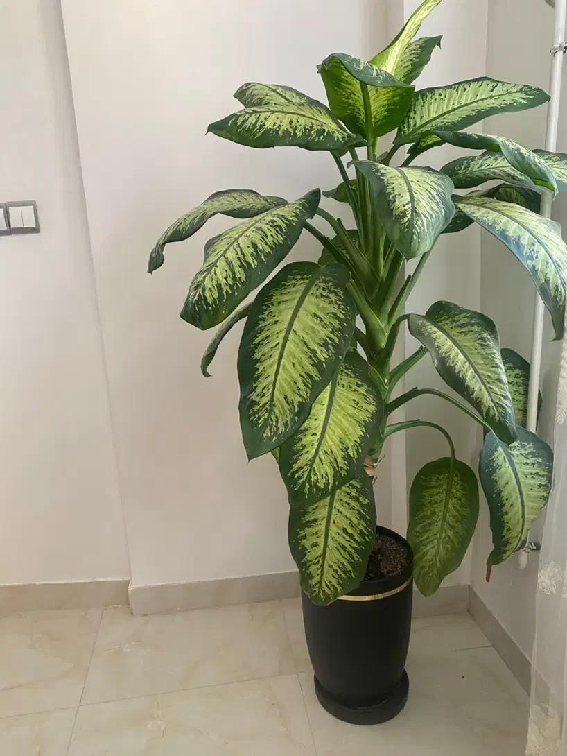 گل دیفن|گل و گیاه طبیعی|سرپل ذهاب, |دیوار