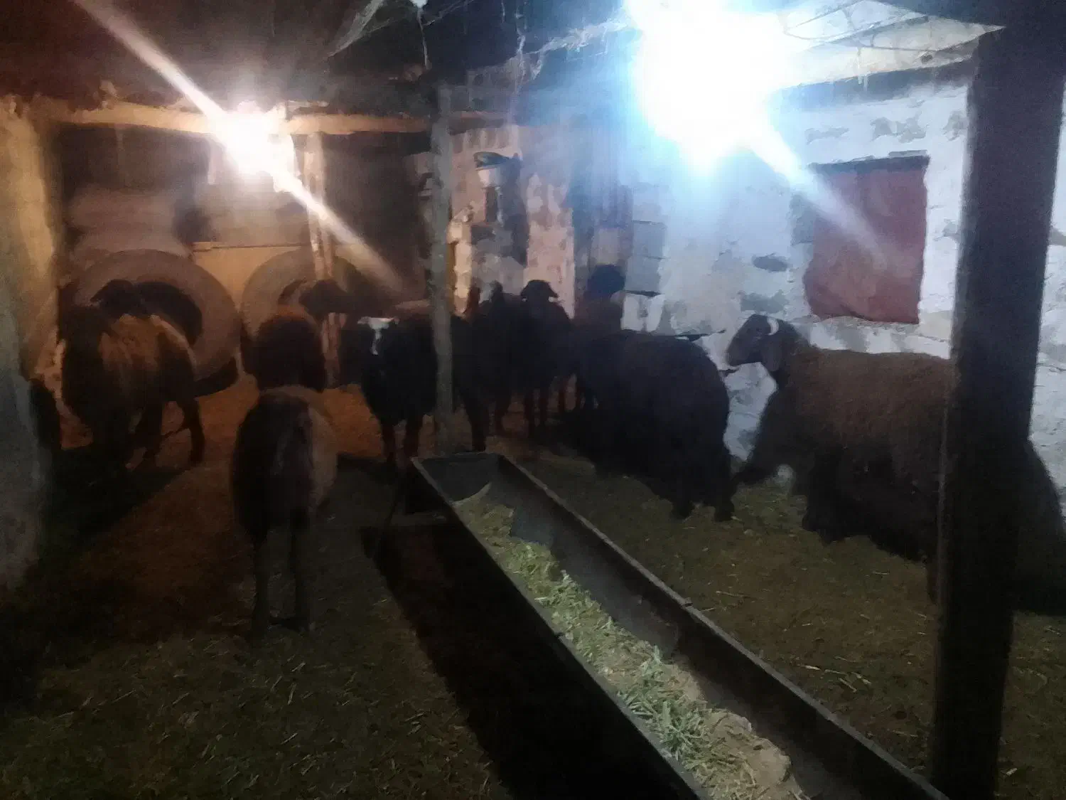 بره نر پای پروار|حیوانات مزرعه|محمدبار, |دیوار