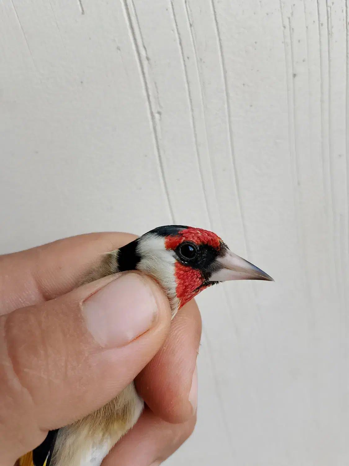 س ه ر ه حلب|پرنده|جوانرود, |دیوار